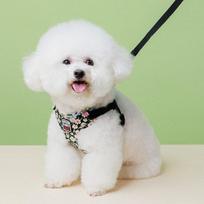 Dog harness, chest strap, anti-tear leash, small dog, black, 2 sets white