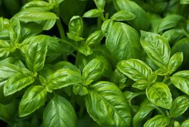 500 baziliko sėklų - aromatingas augalas - sodo daržovės - dauginamos valstiečių sėklos - SemiSauvage
