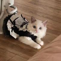 Pet Costume Dress Cats Small Dogs - Maid Outfit Princess Lolita Style Cotton Fabric XS S M Sizes S fits 3-4 lbs left-right white
