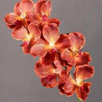 80 CM Dirbtinė Vanda Orchidėja Plastikinės Realiai Liečiamų Orchidėjų Phalaenopsis Šakelė Stalo Dekoras Style 18 red