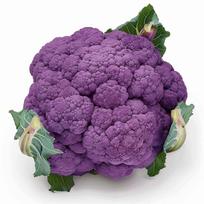 100 violetinių žiedinių kopūstų sėklų