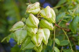 15 Muilo medžio sėklų - dekoratyvinis krūmas - dauginamos valstiečių sėklos - SemiSauvage