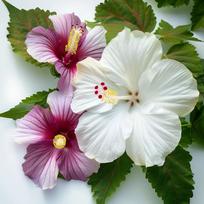 25 pelkinės hibiscus sėklos