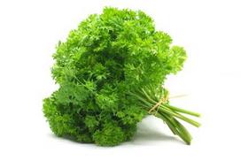 500 Graines de Persil Frisé - plante aromatique - semences paysannes reproductibles - SemiSauvage