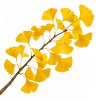 5 Ginkgo Biloba sėklos