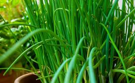 500 laiškinių česnakų sėklų - aromatingas daržo augalas - dauginamos valstiečių sėklos - SemiSauvage