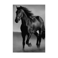 Modernus Gyvūnų Arklių Meno Drobės Tapybos Plakatai ir Spaudiniai Abstraktūs Sienų Meno Paveikslai Svetainei Namų Dekoravimui Cuadros 50x70cm No Framed