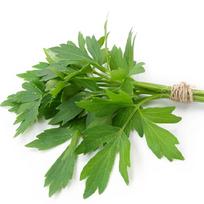 300 lesalo sėklų (Levisticum officinale) Amžinasis salieras – dauginamas