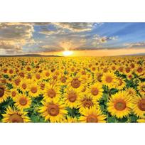 2000-piece jigsaw puzzle - Sunset in a vast sunflower field (mini), popular Korean puzzle gray