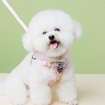 Dog harness, chest strap, anti-tear leash, small dog, pink, 1 set white