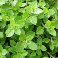 500 raudonėlio sėklų – aromatingas sodo augalas – dauginamos valstiečių sėklos – SemiSauvage