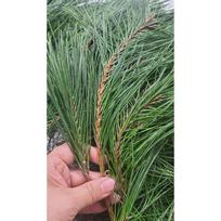 Pine branches, pine needles, 300g, raw needle shoots, tea, natural product, domestically produced, native species black