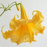 15 geltonųjų angelų trimito sėklų (Brugmansia suaveolens)