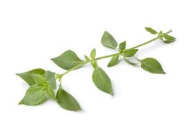 150 citrinų baziliko sėklų - aromatinis augalas - daržas - dauginamos valstiečių sėklos - SemiSauvage