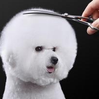 Babion Pet EL 20 laipsnių lenktos kirpimo žirklės E2-701C 19 cm, Korėjietiškas šampūnas augintiniams white