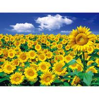 2000 piece jigsaw puzzle - sunflower field and blue sky, popular Korean puzzle blue