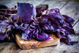 150 purpurinių bazilikų sėklų - aromatingas augalas - dauginamos valstiečių sėklos - SemiSauvage