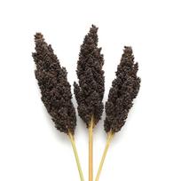 250 Juodojo sorgo sėklų (Sorghum nigrum)