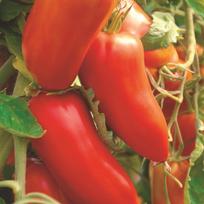 50 San Marzano pomidorų sėklų - daržovių sėjos daržovės - dauginamos valstiečių sėklos - SemiSauvage