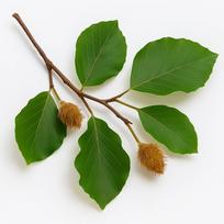 5 paprastojo buko sėklos (Paprastasis bukas)