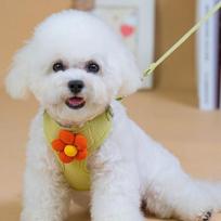 Kompet dog cat walking leash flower chest strap harness lead leash set, green white