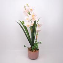 Orchidėja „Garden Queen“, balta, 70 cm