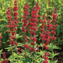 100 raudonųjų šalavijų sėklų (Salvia coccinea raudona) - Pusiau laukinė permakultūra