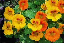 15 Dwarf Nasturtium Seeds - sodo gėlės, daržo draugas - dauginamos valstiečių sėklos - SemiSauvage