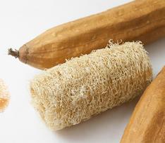 10 kempinių moliūgų sėklų – Luffa – natūrali kempinė – dauginamos valstiečių sėklos – SemiSauvage