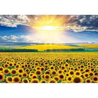 [Puzzle Life] Vibrant Sunflower Field 500 Piece Jigsaw Puzzle yellow