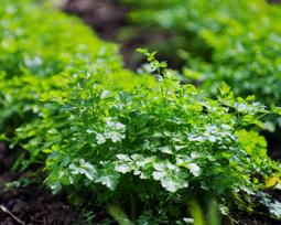 500 plokščių petražolių sėklų - aromatingas augalas - dauginamos valstiečių sėklos - SemiSauvage