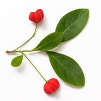 15 Europinio ožekšnio sėklų (Euonymus Europaeus)