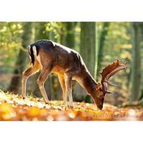 [Castorland] 500-Piece Jigsaw Puzzle: Reindeer in the Forest beige