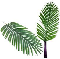 Large leaves - Date palm 84 cm