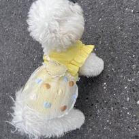Summer Pet Dog Dress Sweet Corgi Teddy Clothes Cute Dog Skirt  Pet Supplies L geltona