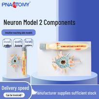 Neuron Model: Magnified Neuron Cell Body & Nerve Fiber Structure 40x26x13 cm blue