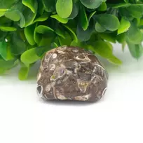 Turritella agatas