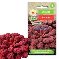 Scarlet Toraf Kale sēklas, 1g iepakojums