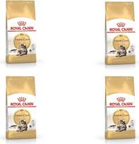 "Royal Canin" kačių maistas Meino meškėnams 31 sausas mišinys 400 g, 4 vnt.