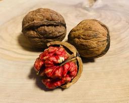 10 vnt. „Red Danube“ riešutmedžio (Juglans regia) sėklų – graikinių riešutų sėklos