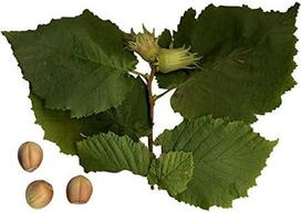 Corylus avellana Lazdyno riešutmedis 15 sėklų, ištvermingas / tvirtas