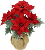 Dirbtinė poinsettija džiuto vazonėlyje. Poinsettija. Kalėdinė žvaigždė. Kalėdinė dekoracija. Kalėdinė gėlių dekoracija. Dirbtinė gėlė. Kalėdinė dekoratyvinė gėlių šakelė. Kalėdų puokštė. Dovanų dekoracija