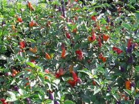 Ecuadorian Purple Chili 10+ Sėklos - Sėklos - Sėklos Daržovių sėklos - Graines Ch 179