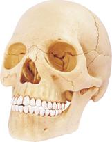 EXPLORA - Kran - Anatomie des menschlichen Körpers - 546086 - Realistisches Modell mit 17 Teilen - Montageanleitung und Bildungsquiz - Entdeckungsset - Spiel für Kinder - Wissenschaftler - Ab 8 Jahren