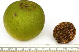 Juglans Nigra Juodasis graikinis riešutas 10 atsparių "retenybių" sėklų riešutų