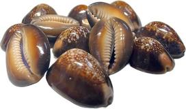Lakšmi Kali/Black Kawri | Kodi Black | Cowrie Shell | Kodi kriauklės Laxmi Puja, Diwali Puja (didelės) (11 vnt.) - 1 vnt.
