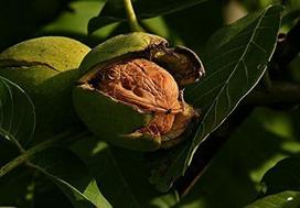 Tikrasis graikinis riešutas (Juglans regia) 10 sėklų / riešutų