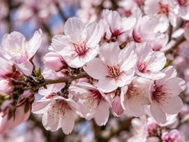 Tikrasis migdolas – migdolų medis, 6 sėklos * Prunus dulcis *