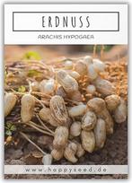 Žemės riešutų sėklos (Arachis hypogeae) - daug maistinių medžiagų turinčios žemės riešutų sėklos, idealiai tinkančios auginti sode, balkone ar terasoje