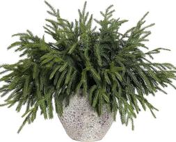 „Laelfe“ 10 dirbtinių Norfolko pušies šakelių, 46 cm